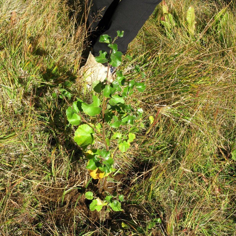 n-nema-gr-ursetning-2013-040