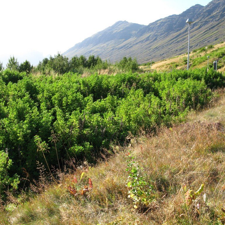 n-nema-gr-ursetning-2013-041