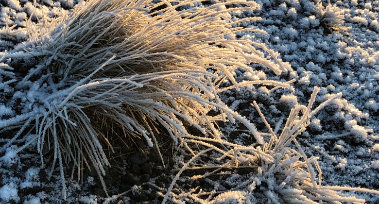 Upplýsingar vegna COVID-19